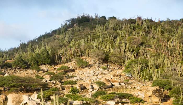 Aruban landscape