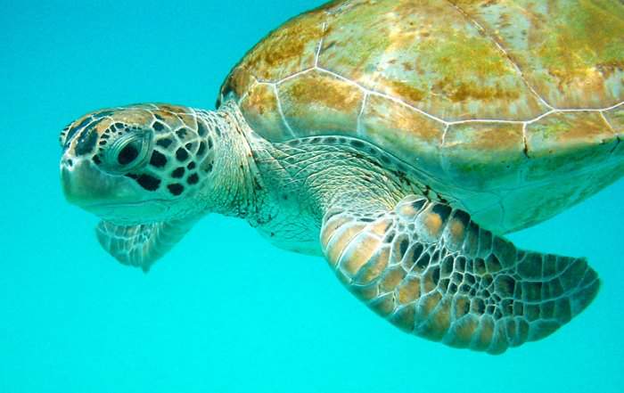 Barbados sea turtle