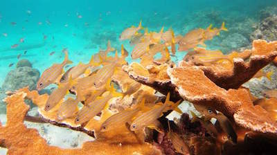 Bari Reef