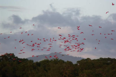 Caroni Bird Sanctuary in Trinidad and Tobago