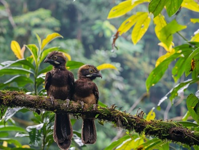 Chirripo National Park in San Jose