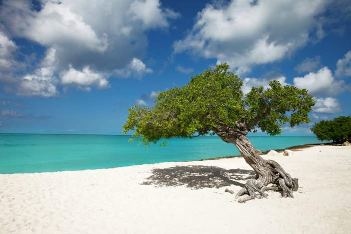 Divi Divi tree in Aruba