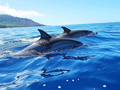 Dolphin & Whale Watching In Oahu