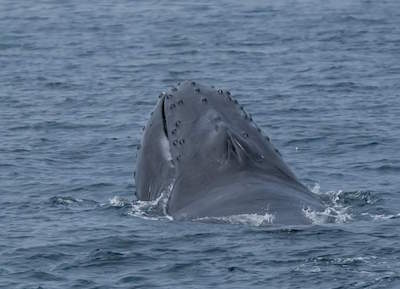 Dolphin and Whale Watching in Santa Barbara