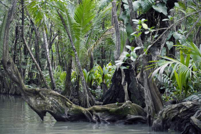 Indian River in Dominica
