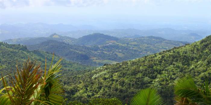 Puerto Rico  El Yunque National Forest