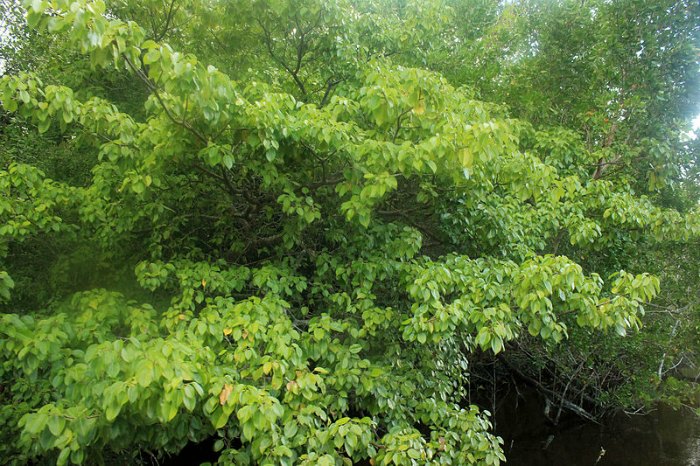 manchineel-tree