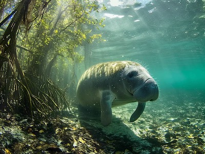 Mangrove Tunnels and Manatees Tour in Naples
