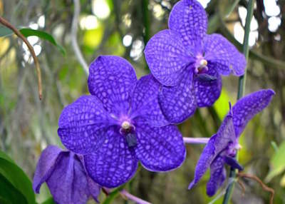 Marie Selby Botanical Gardens in Sarasota