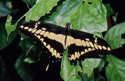 Monteverde Butterfly Garden (Jardin de Mariposas)