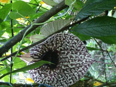 Monteverde Orchid Garden