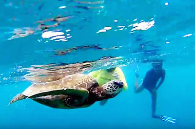 North Shore Turtle Beach Snorkeling Tour in Oahu