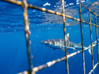 Shark Cage Diving in Oahu