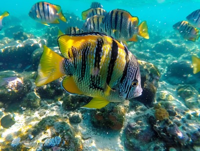 Snorkeling in Puerto Vallarta