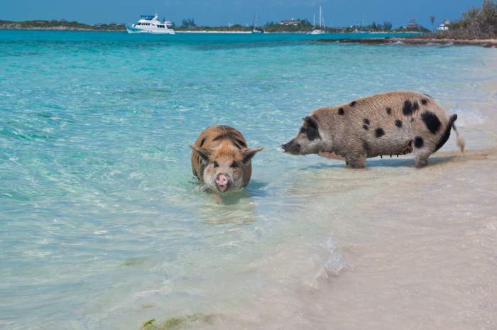 Swimming Pigs in the Exuma, Bahamas