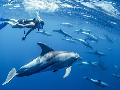 Swimming with Dolphins