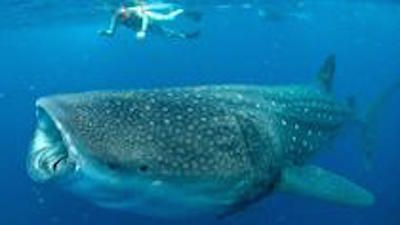 Swimming with Whale sharks in Cancun