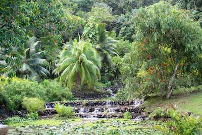 The Water Gardens of Vaipahi