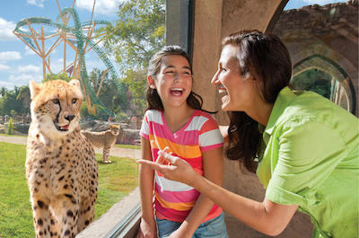 Visit Busch Gardens Tampa Bay