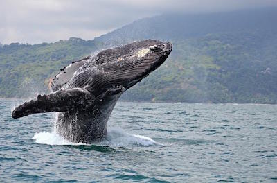 Whale Watching in Maui