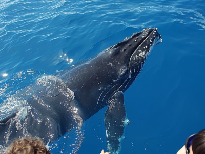 Whale watching in Punta Cana