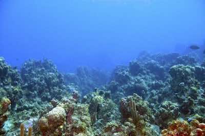 Grand Cayman Cheeseburger Reef