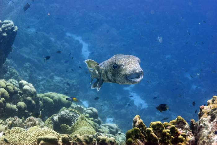 diving on Bonaire