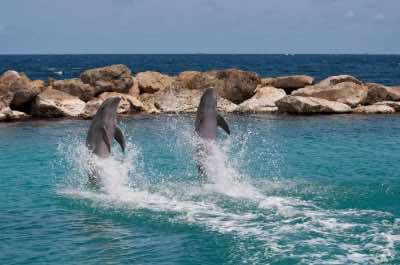 Curacao Dolphin Academy