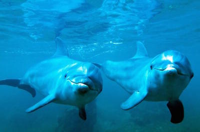 Dolphin Watching in Panama City