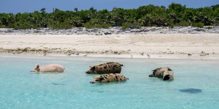 Swimming pigs in the Exumas, Bahamas