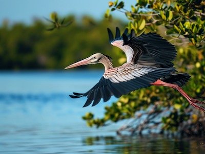 Nature and Wildlife Tours in Miami